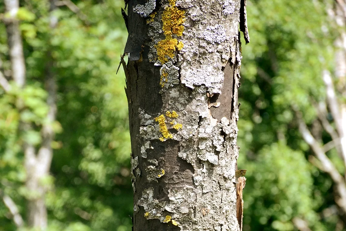 Cryptostroma corticale. Malattia della corteccia fuligginosa dell'acero