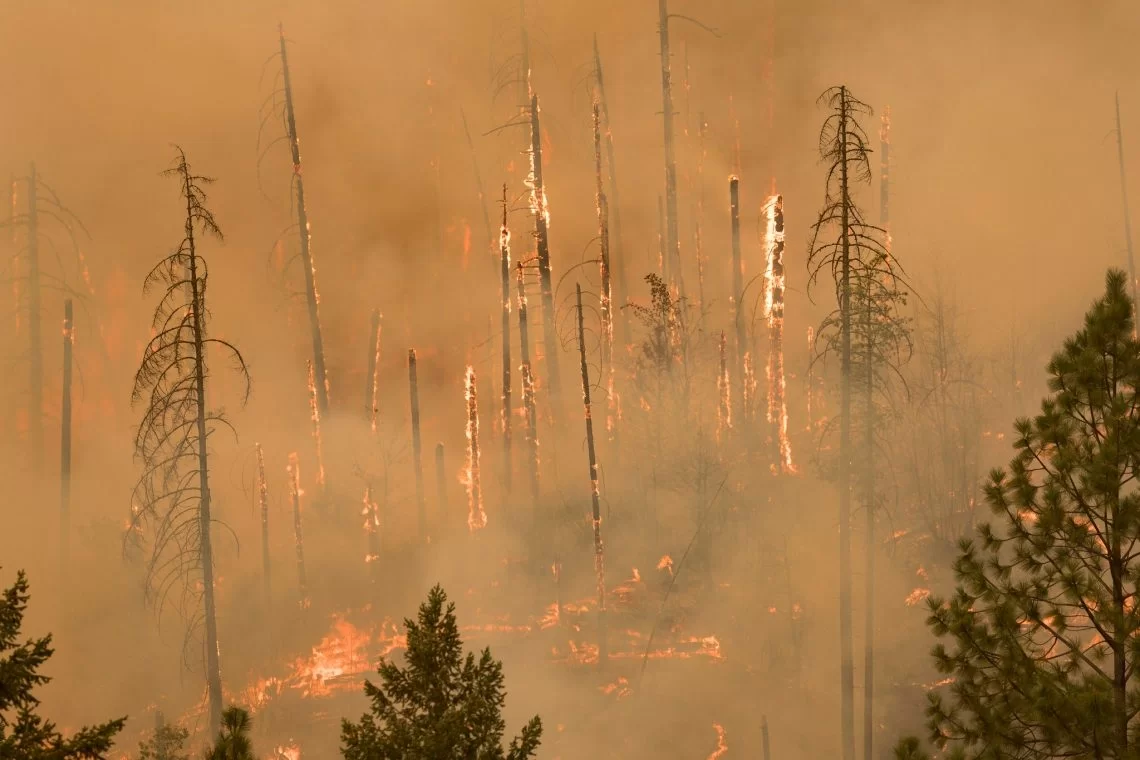 Incendi più estesi, danni più importanti