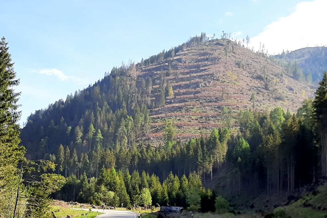 La funzione protettiva degli schianti per evitare opere inutili