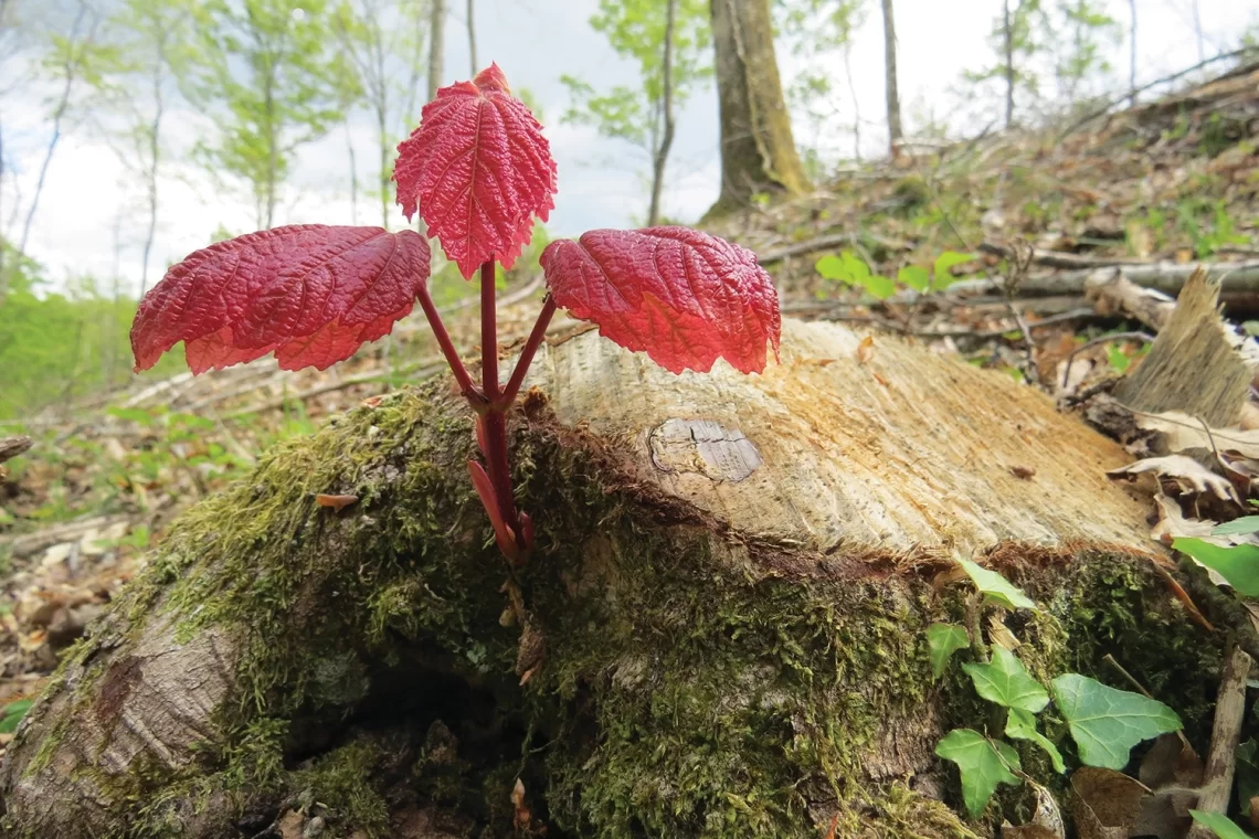 Ma il bosco si può tagliare, o no?