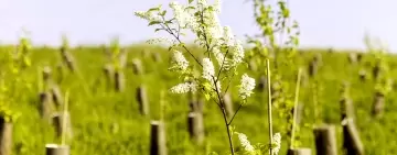 Mosaico verde, messi a dimora oltre 300.000 alberi in tutta Italia