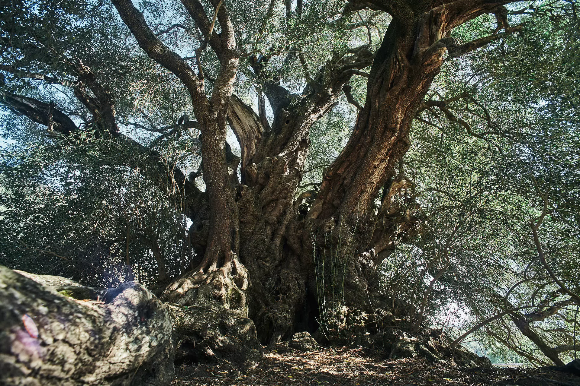 giant trees foundation toty 2023 olivastro di luras 6