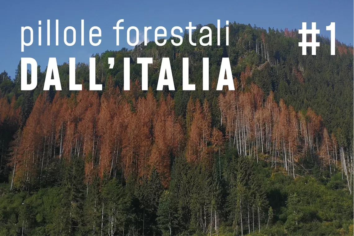 Pillole forestali dall’Italia #01 - Il bostrico e altre notizie di giugno