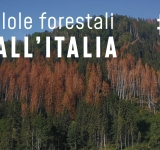 Pillole forestali dall’Italia #01 - Il bostrico e altre notizie di giugno
