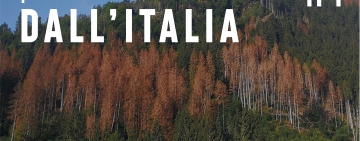 Pillole forestali dall’Italia #01 - Il bostrico e altre notizie di giugno
