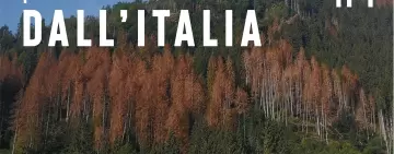 Pillole forestali dall’Italia #01 - Il bostrico e altre notizie di giugno