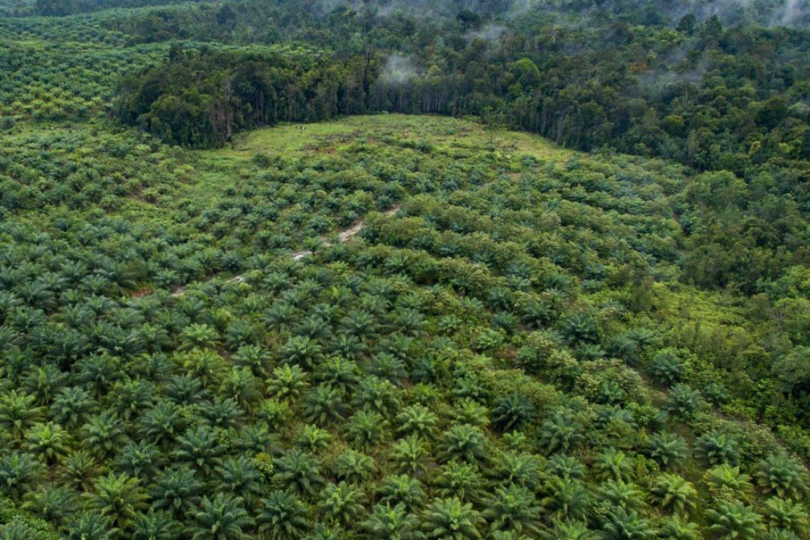 Regolamento UE sulla deforestazione e degrado forestale 