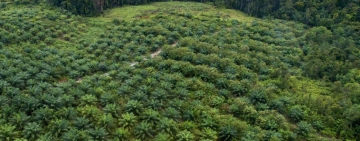 Il Consiglio Ambiente UE approva la proposta di nuovo regolamento sulla deforestazione