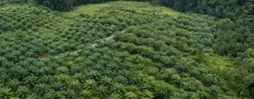 Il Consiglio Ambiente UE approva la proposta di nuovo regolamento sulla deforestazione