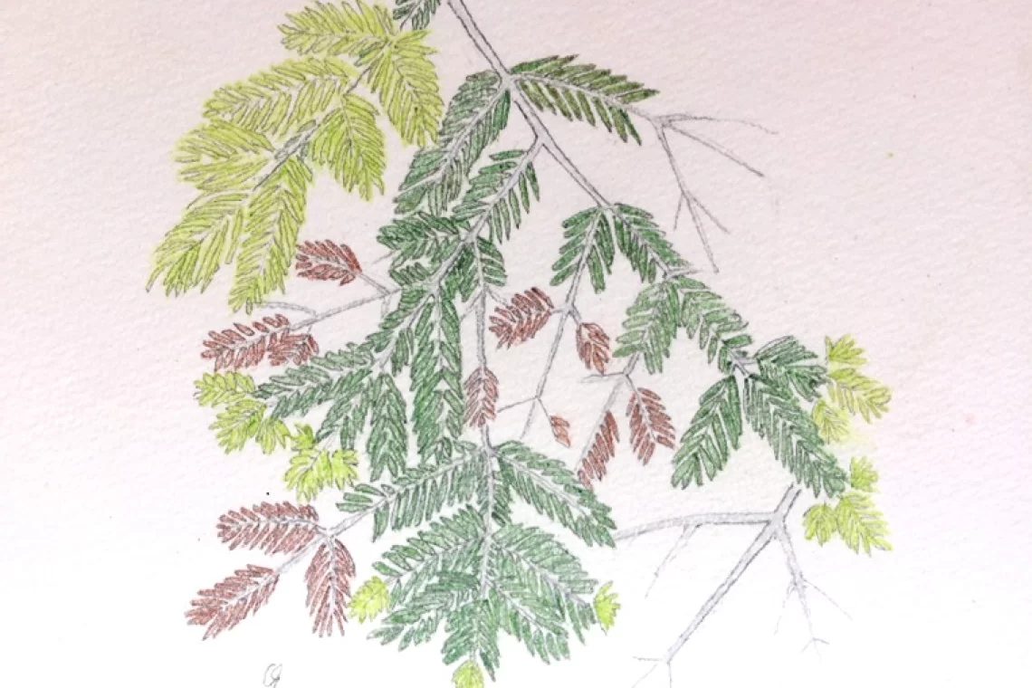 Sintomi di Neonectria neomacrospora su fronda di Abies nebrodensis