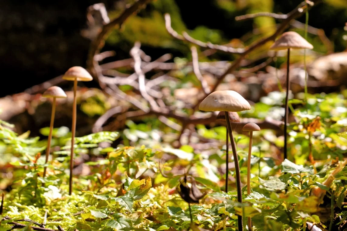 Un manuale pratico per lo studio della diversità multi-tassonomica delle foreste