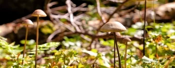 Un manuale pratico per lo studio della diversità multi-tassonomica delle foreste