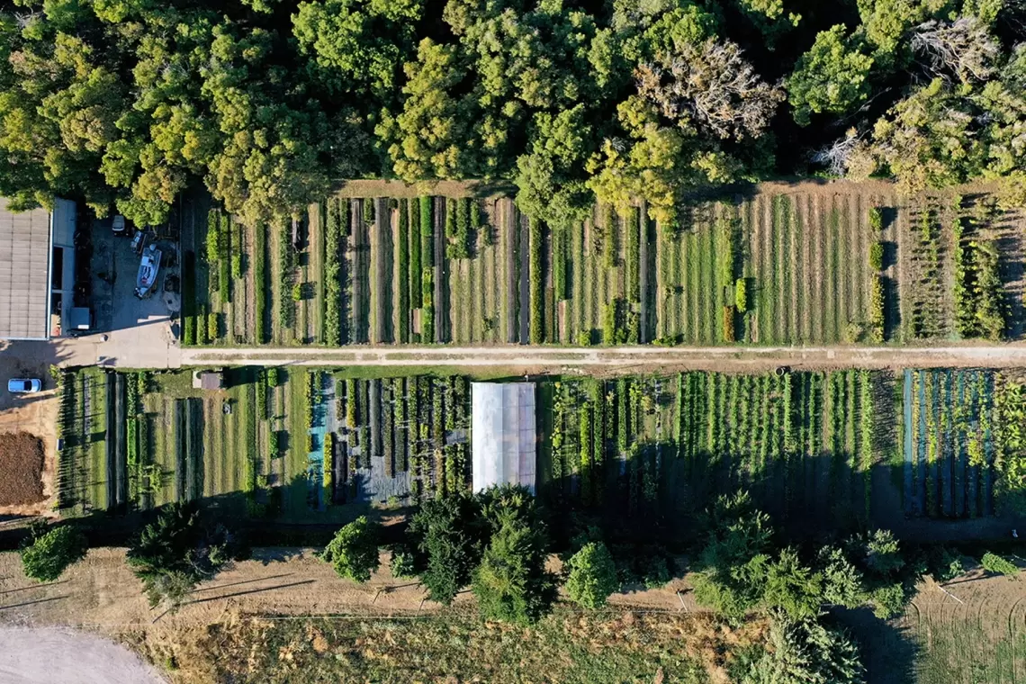 Incontro finale RI-VIVA-FOR, manifesto per il rilancio delle attività vivaistiche forestali