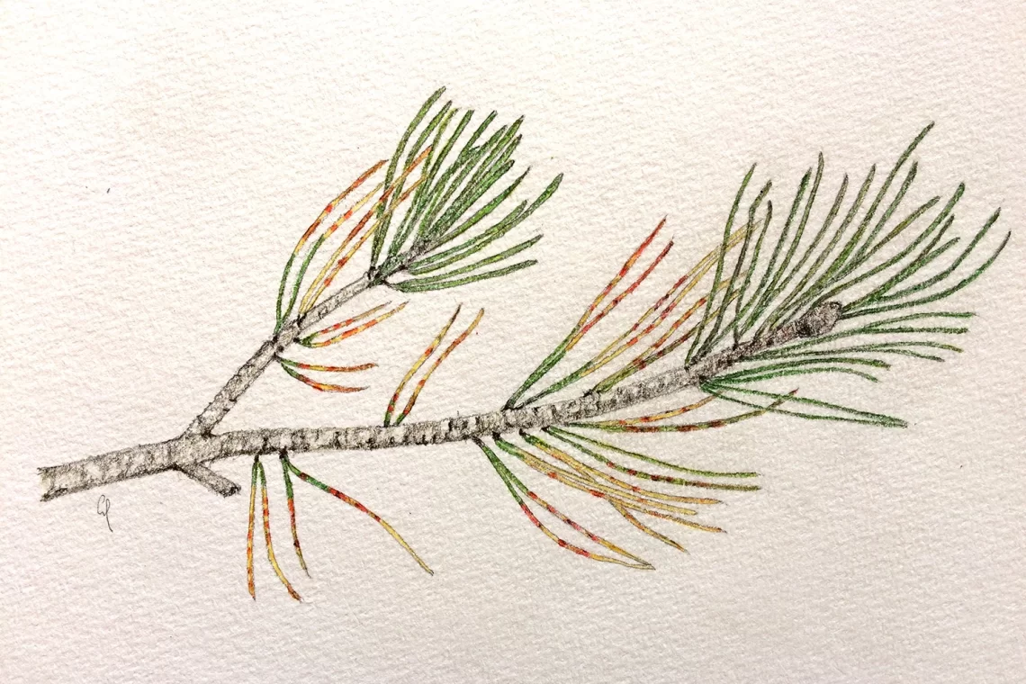 Dothistroma septosporum. Malattia delle bande rosse degli aghi di pino