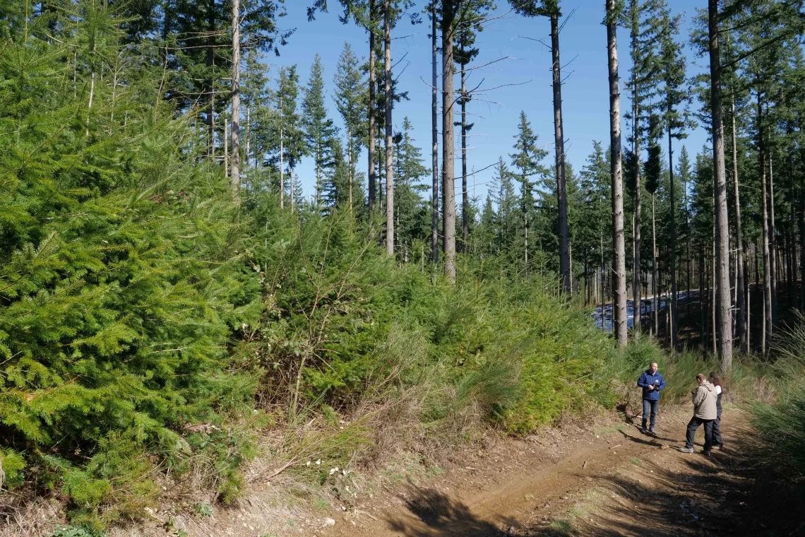 La douglasia in Italia: opportunità e sfide