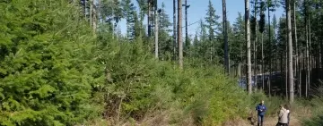 La douglasia in Italia: opportunità e sfide