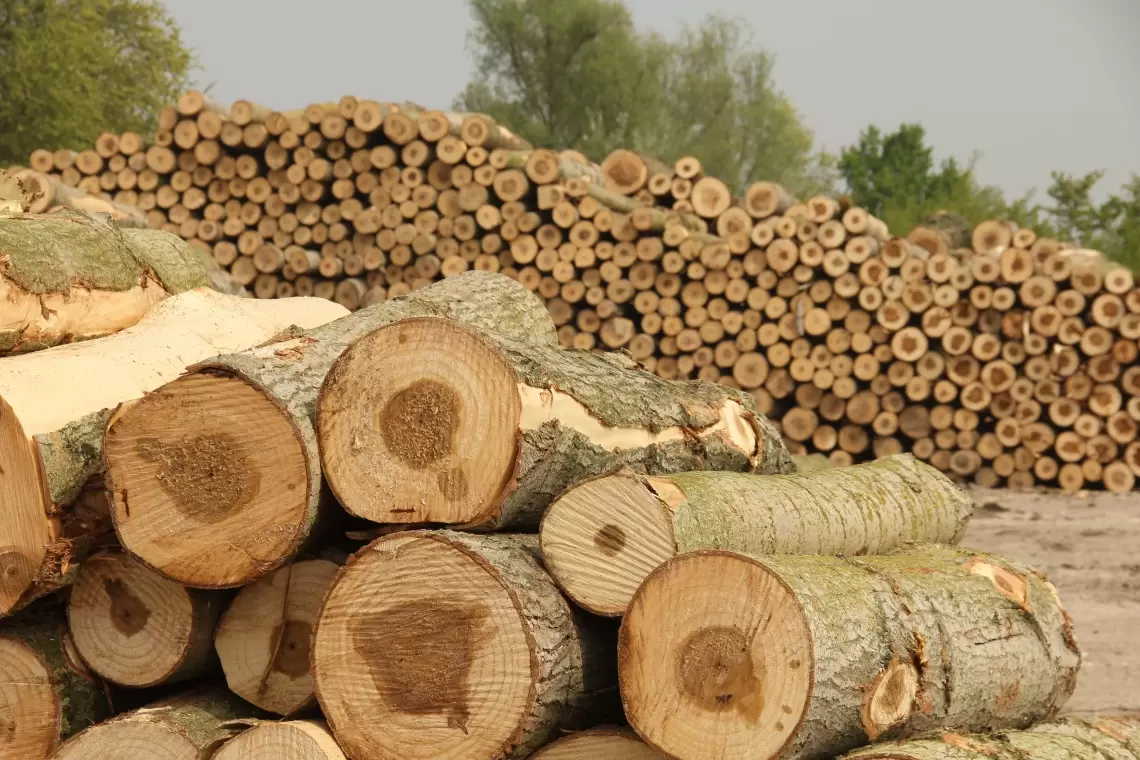 Mercato del legno: sappiamo come funziona?