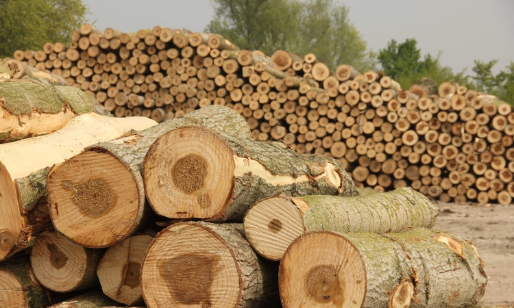 Mercato del legno: sappiamo come funziona?
