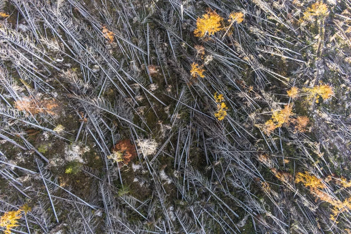 marco_merola_adaptation_vaia