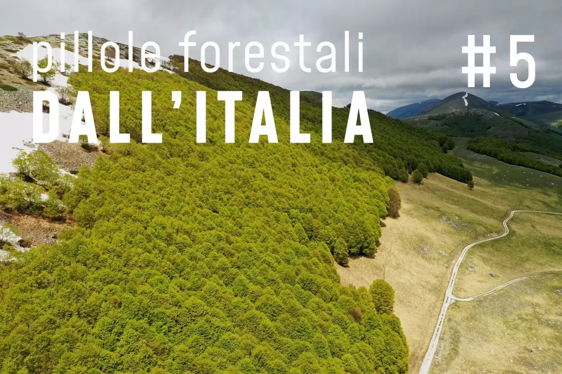 Pillole forestali dall’Italia #05 - “Burocrazie selvicolturali” e altre notizie di settembre