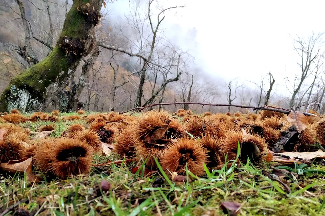 Corso di castanicoltura per AUSF Firenze