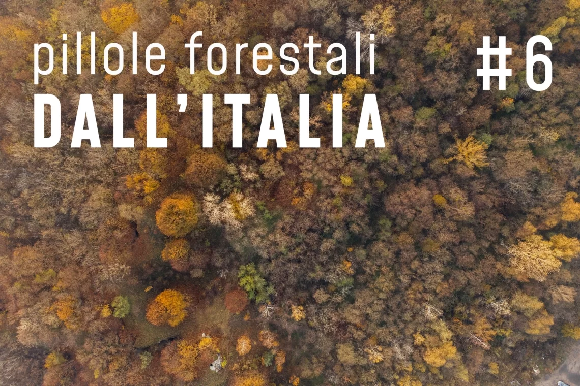  Pillole forestali dall’Italia #06 - I risultati dell’Inventario 2015 e altre notizie di ottobre