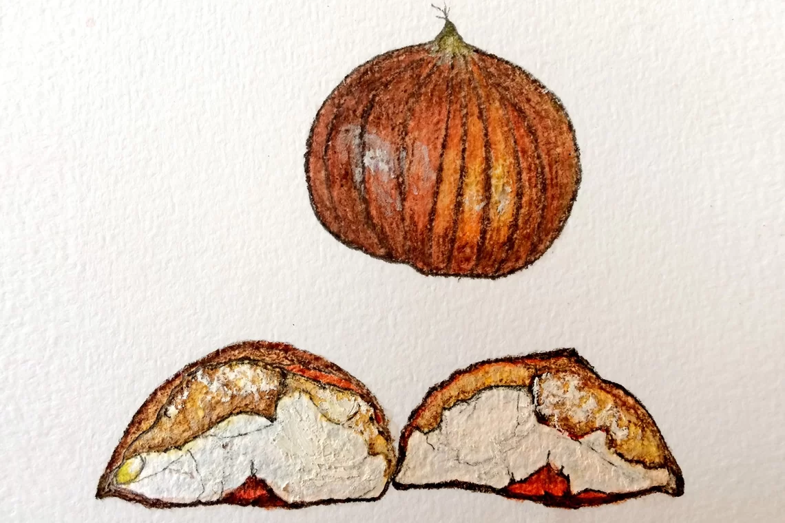 Marciume bruno delle castagne