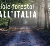  Pillole forestali dall’Italia #07 - Il futuro della professione e altre notizie di ottobre