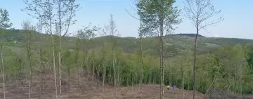 Il punto sul governo a ceduo