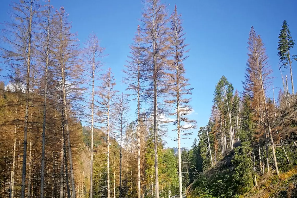 Il bostrico nelle Alpi e in Valle Camonica