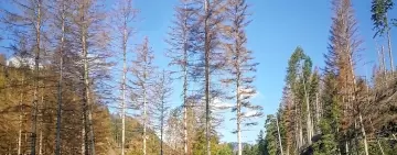 Il bostrico nelle Alpi e in Valle Camonica