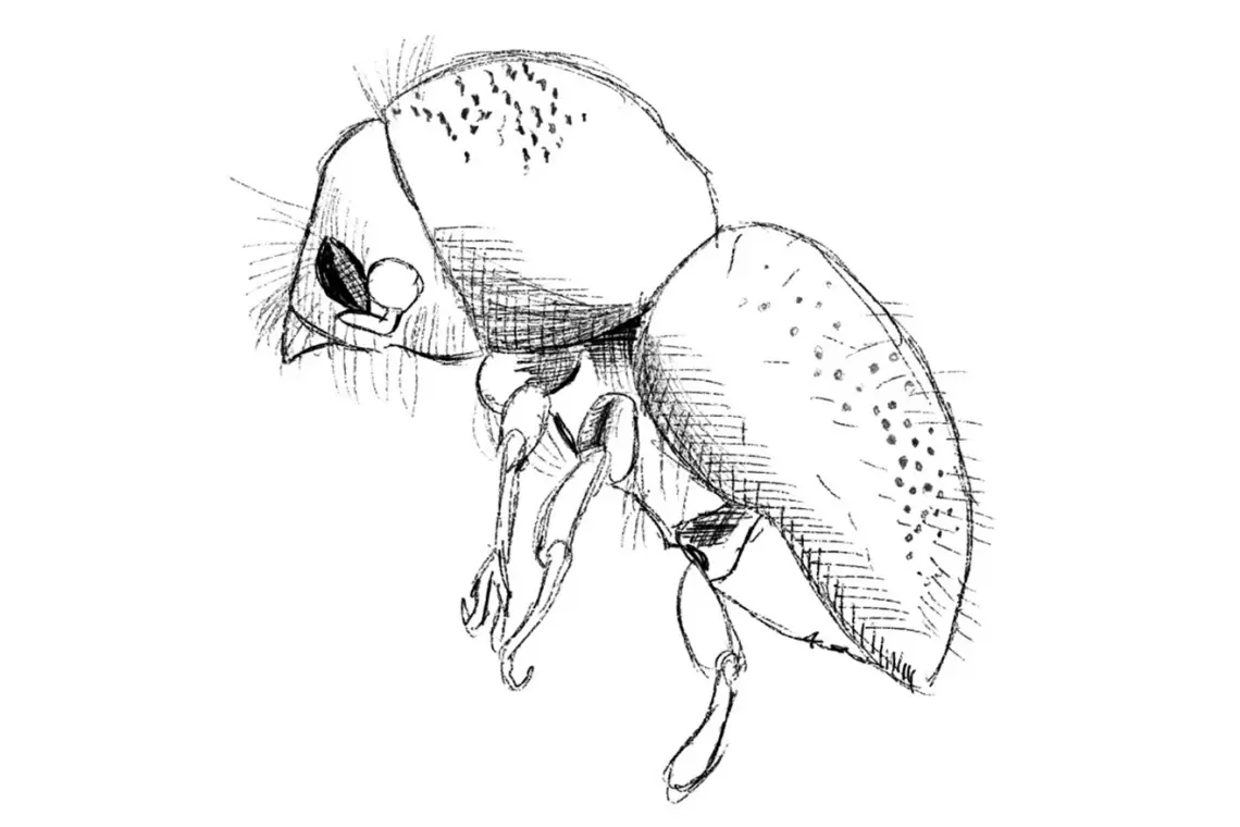 Invasive Shot Hole Borer (ISHB) Insetti xilofagi e funghi patogeni simbionti
