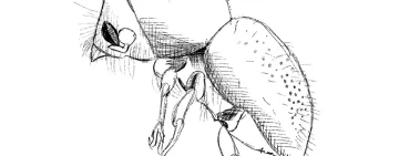 Invasive Shot Hole Borer (ISHB) Insetti xilofagi e funghi patogeni simbionti