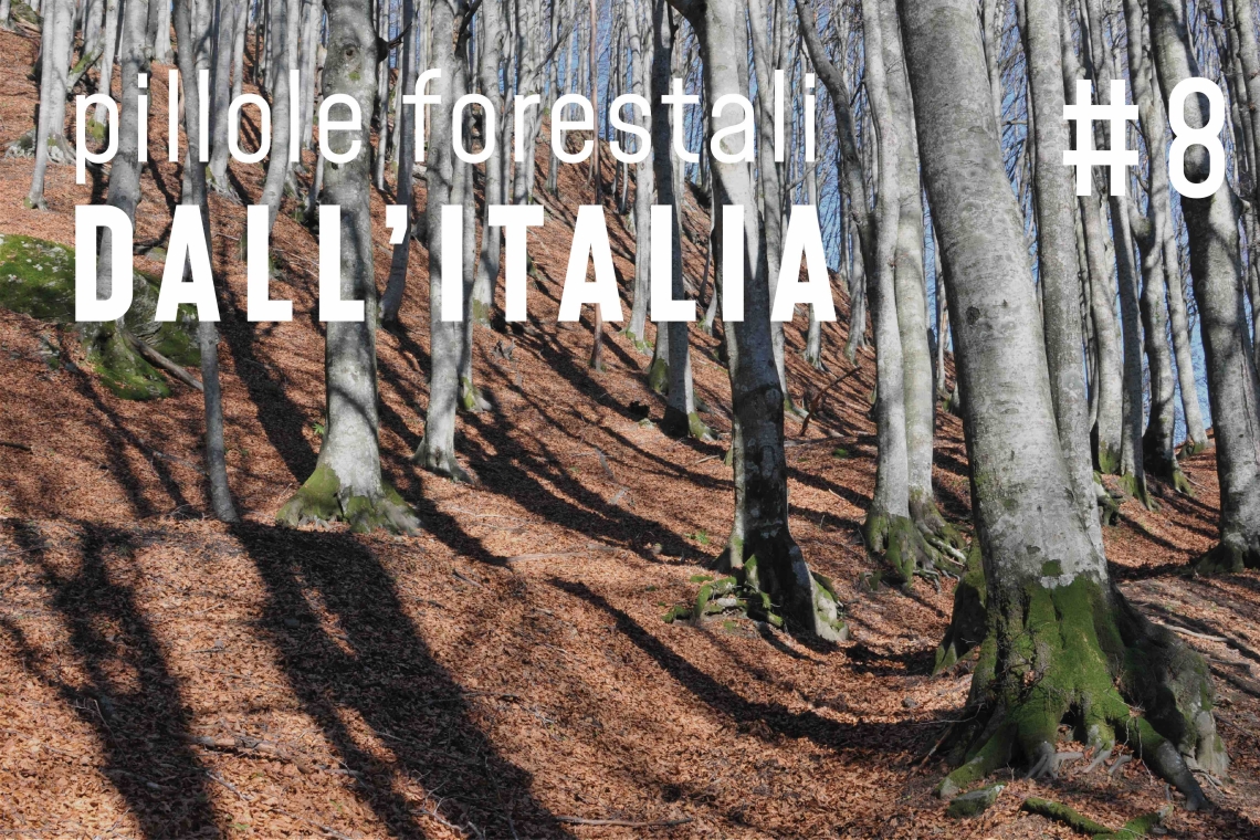 Pillole forestali dall’Italia #08 - Progetti ambiziosi e altre notizie di novembre