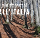  Pillole forestali dall’Italia #08 - Progetti ambiziosi e altre notizie di novembre