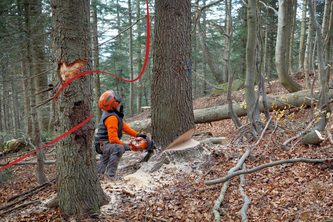 Sconosciuti, disprezzati, ma essenziali: un video celebra il ruolo degli operatori forestali