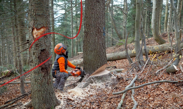 Sconosciuti, disprezzati, ma essenziali: un video celebra il ruolo degli operatori forestali