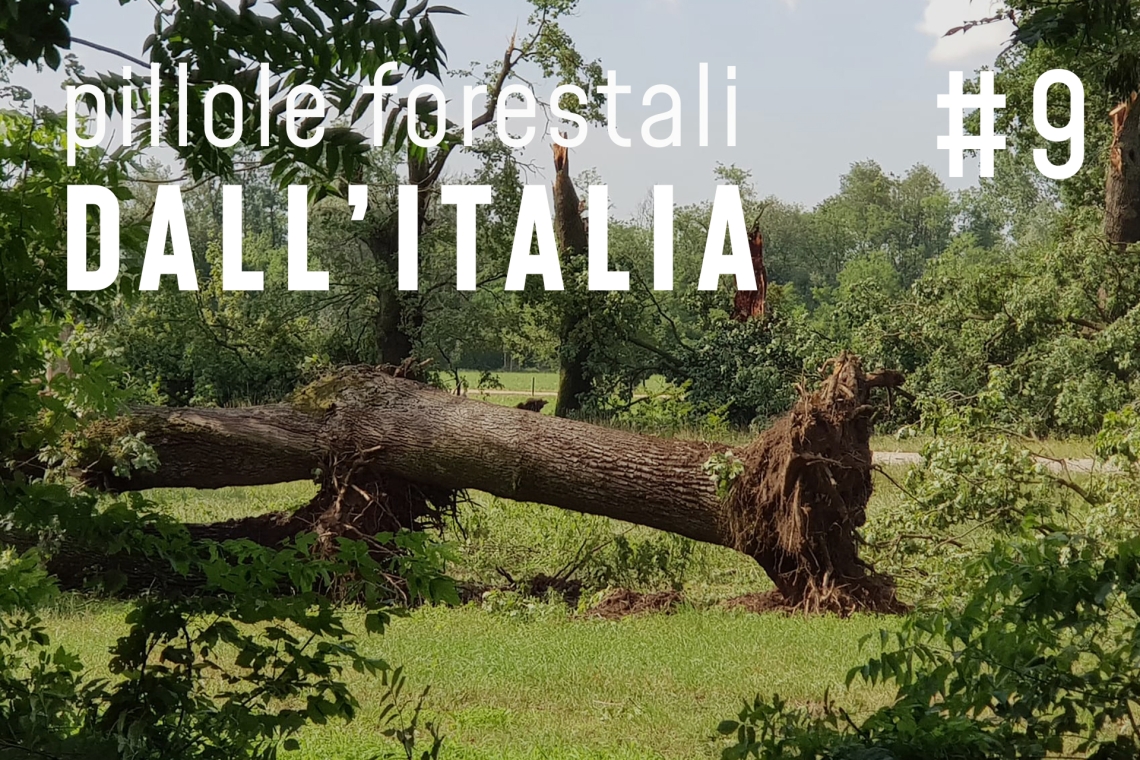 Pillole forestali dall’Italia #09 - Una tempesta che fa riflettere e altre notizie di novembre