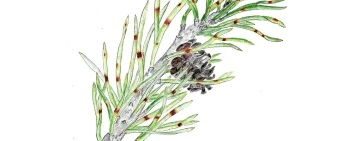 Lecanosticta acicola. Malattia delle macchie brune degli aghi