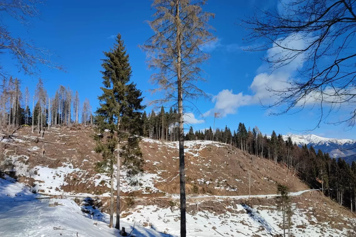 Il “Forest sharing” arriva in Carnia: al via il progetto NETFo