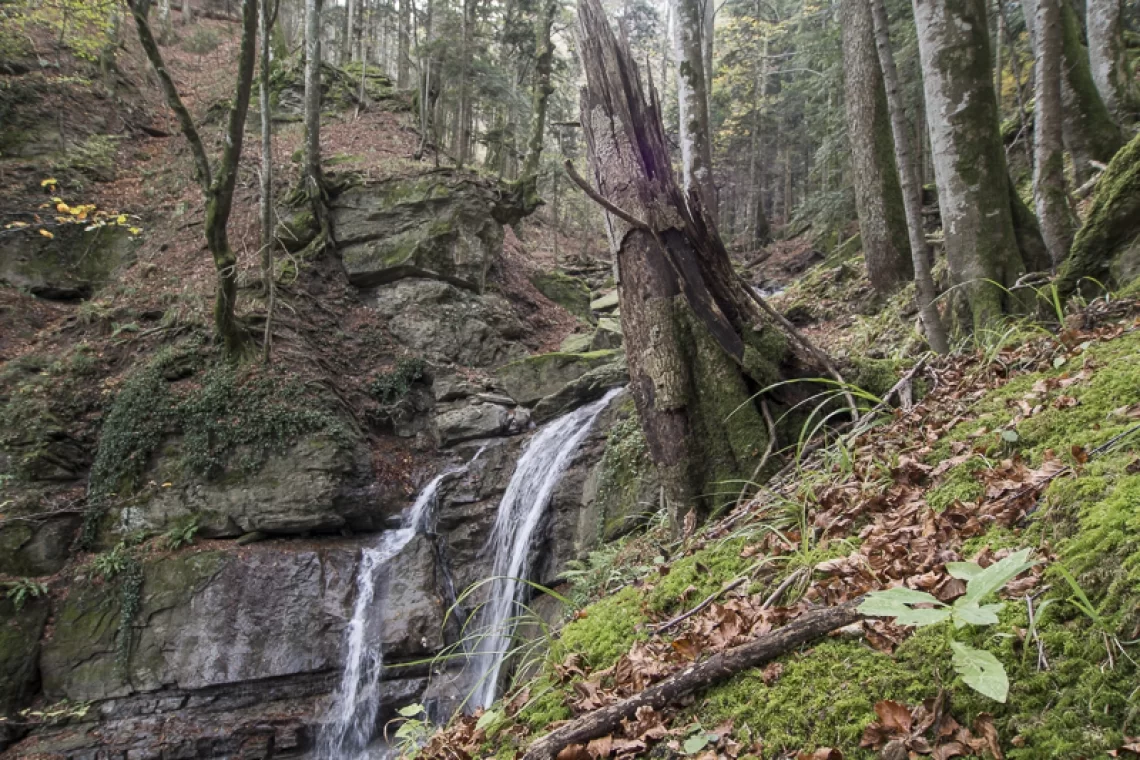 Boschi vetusti in rete: serve un strategia condivisa