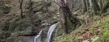 Boschi vetusti in rete: serve una strategia condivisa