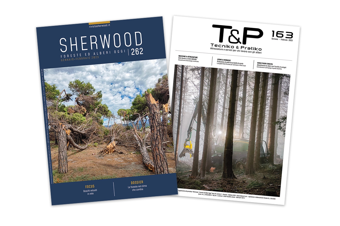Sherwood 262: Gli effetti della crisi climatica sulle foreste italiane e un focus sul tema dei boschi vetusti