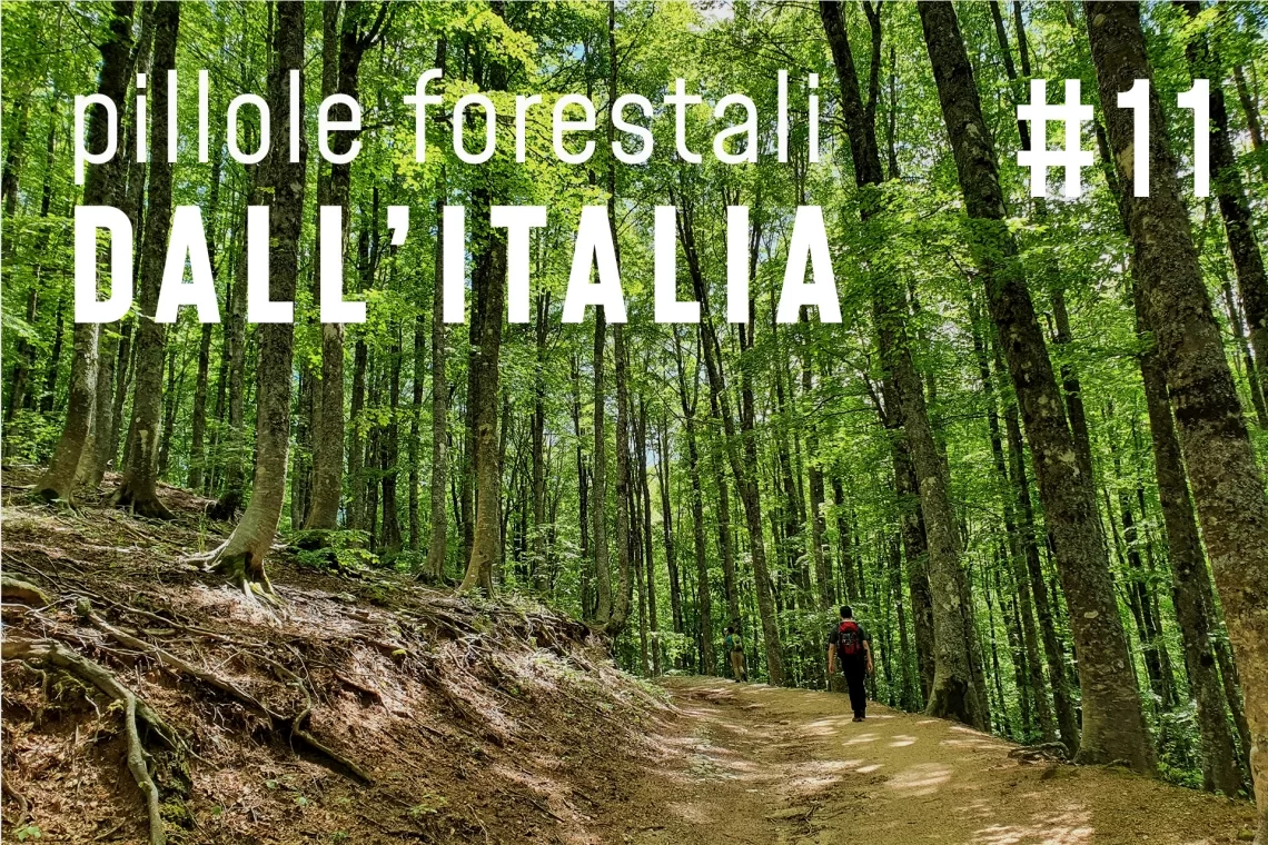 Pillole forestali dall’Italia #11 - L’anno dei servizi ecosistemici e altre notizie di gennaio