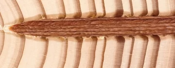 Chiodi di legno