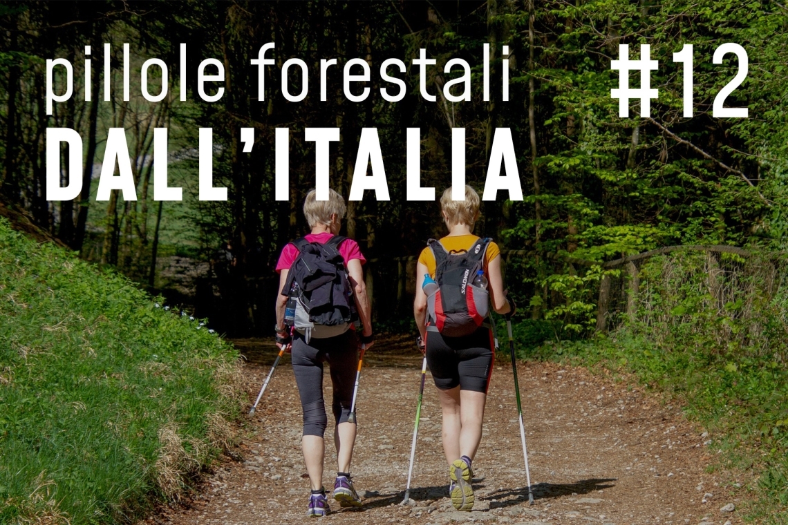 PilloIe forestali dall’Italia #12 - Foreste che curano e altre notizie di febbraio