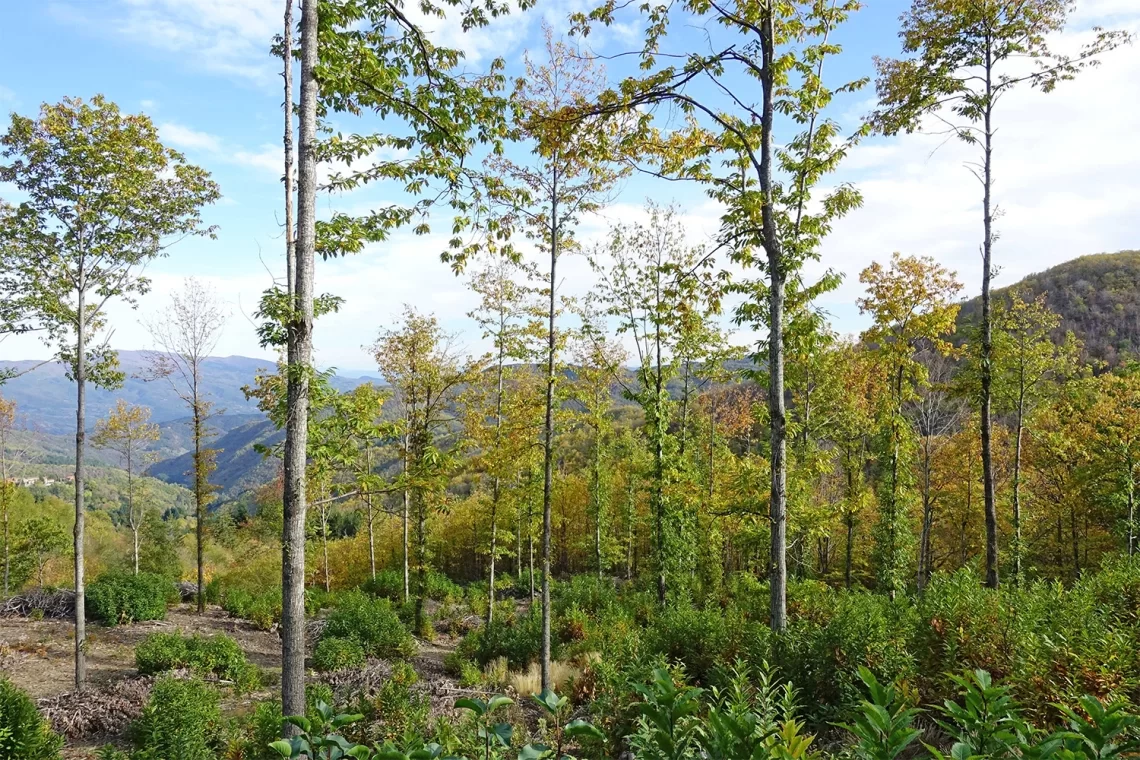 Paesaggio e bosco. Modeste istruzioni per l’uso per il bosco ceduo e non solo