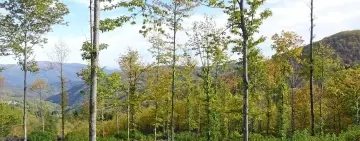 Paesaggio e bosco. Modeste istruzioni per l’uso per il bosco ceduo e non solo