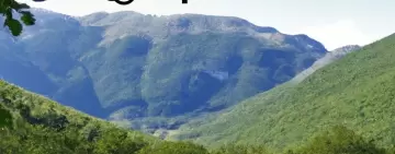 ChatGPT alle prese con la Gestione Forestale Sostenibile