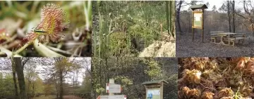 Crowdfunding: I diamanti delle Cerbaie